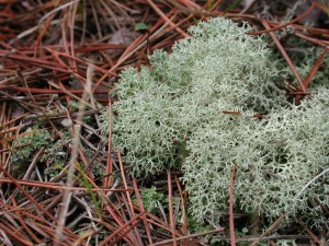 Contrasting Ground Cover John Dighton